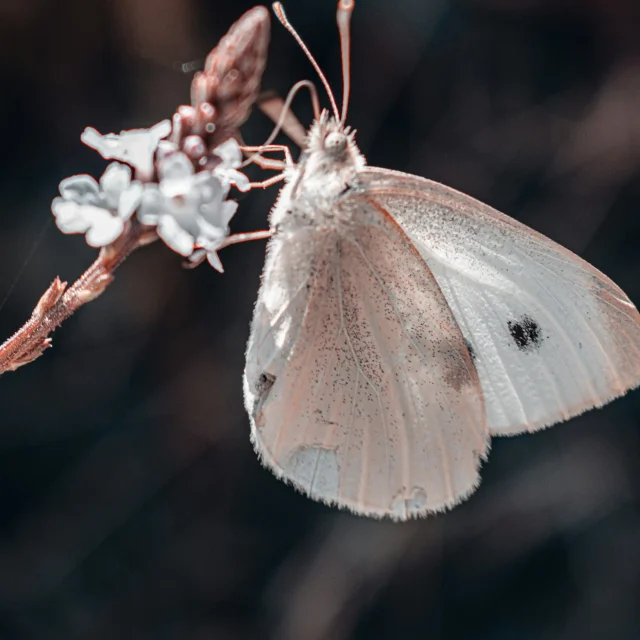 https://reconnectbmr.nl/wp-content/uploads/2025/04/ervaringen-van-soulshifters-bij-reconnect-marie-jose-640x640.webp